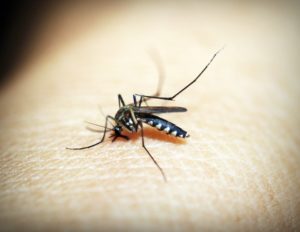 malaria treatment